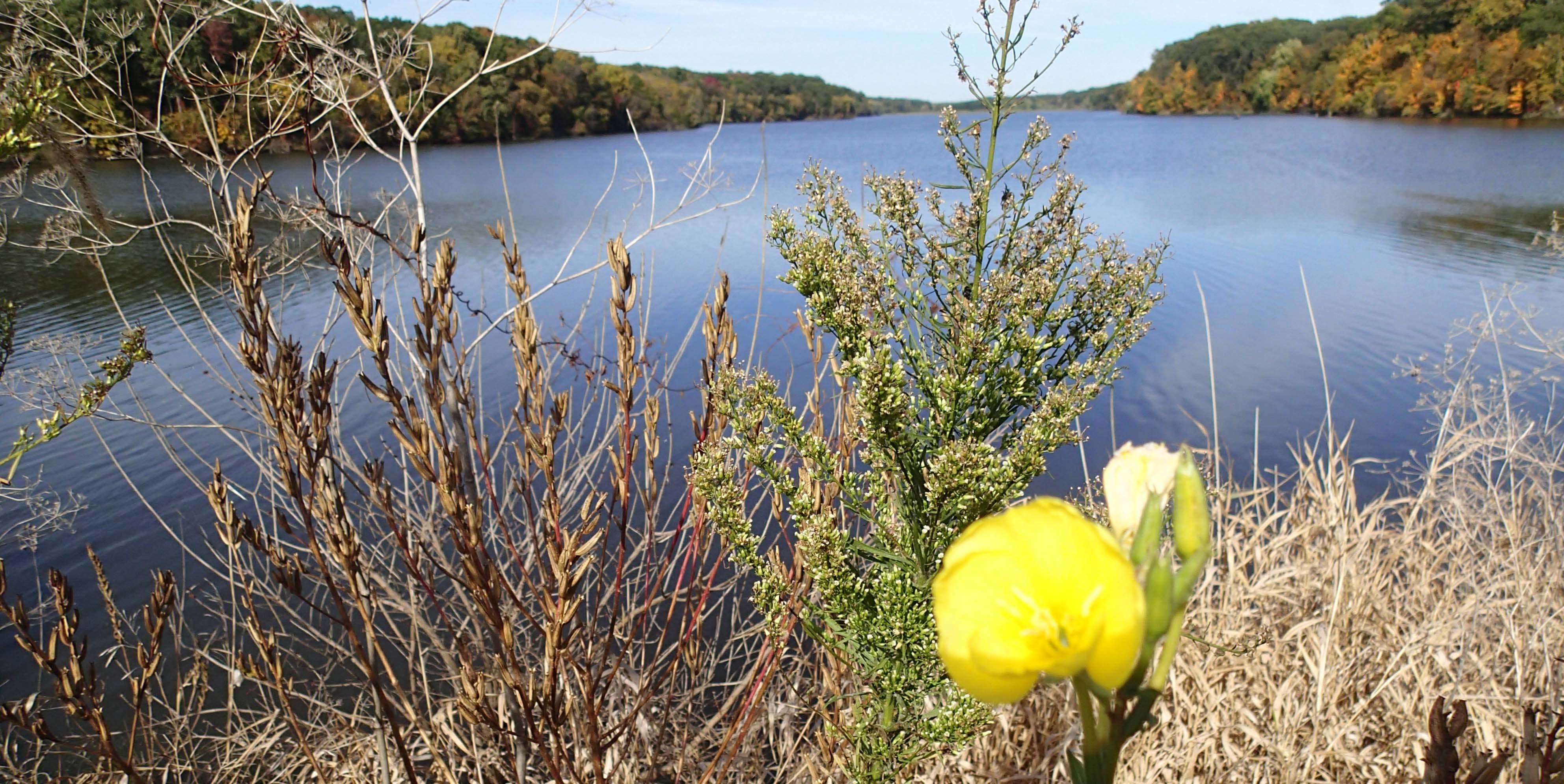 Clinton Lake - DeWitt, IL Photo